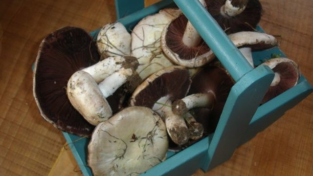 Field Mushrooms in a trug