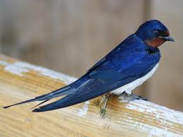 Swallow