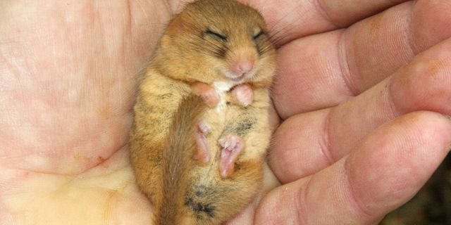 Dormouse for blog