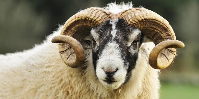 ram-image-blog