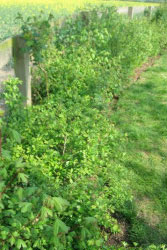 tree planting